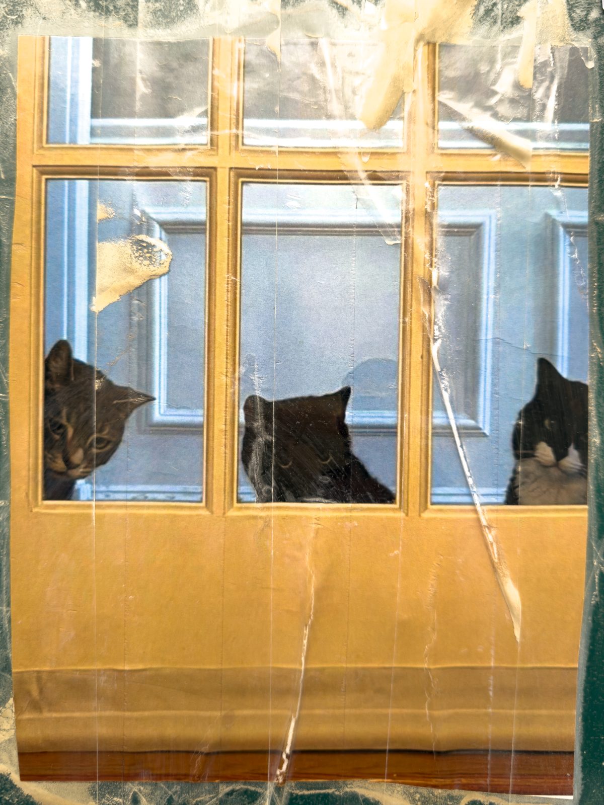 Three Cats at the Door