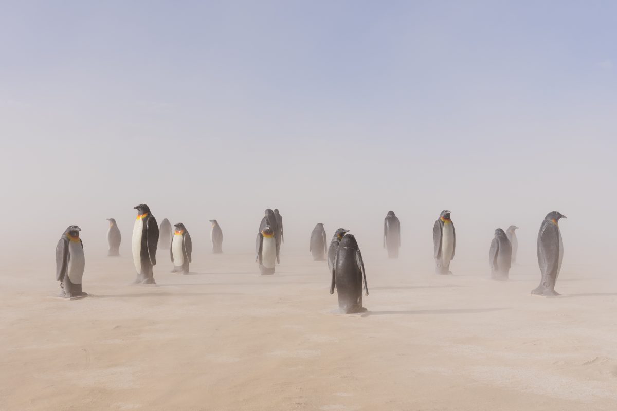 Playa Penguins (build week) by Paula Aranda