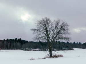 Lone Tree in Winter Field