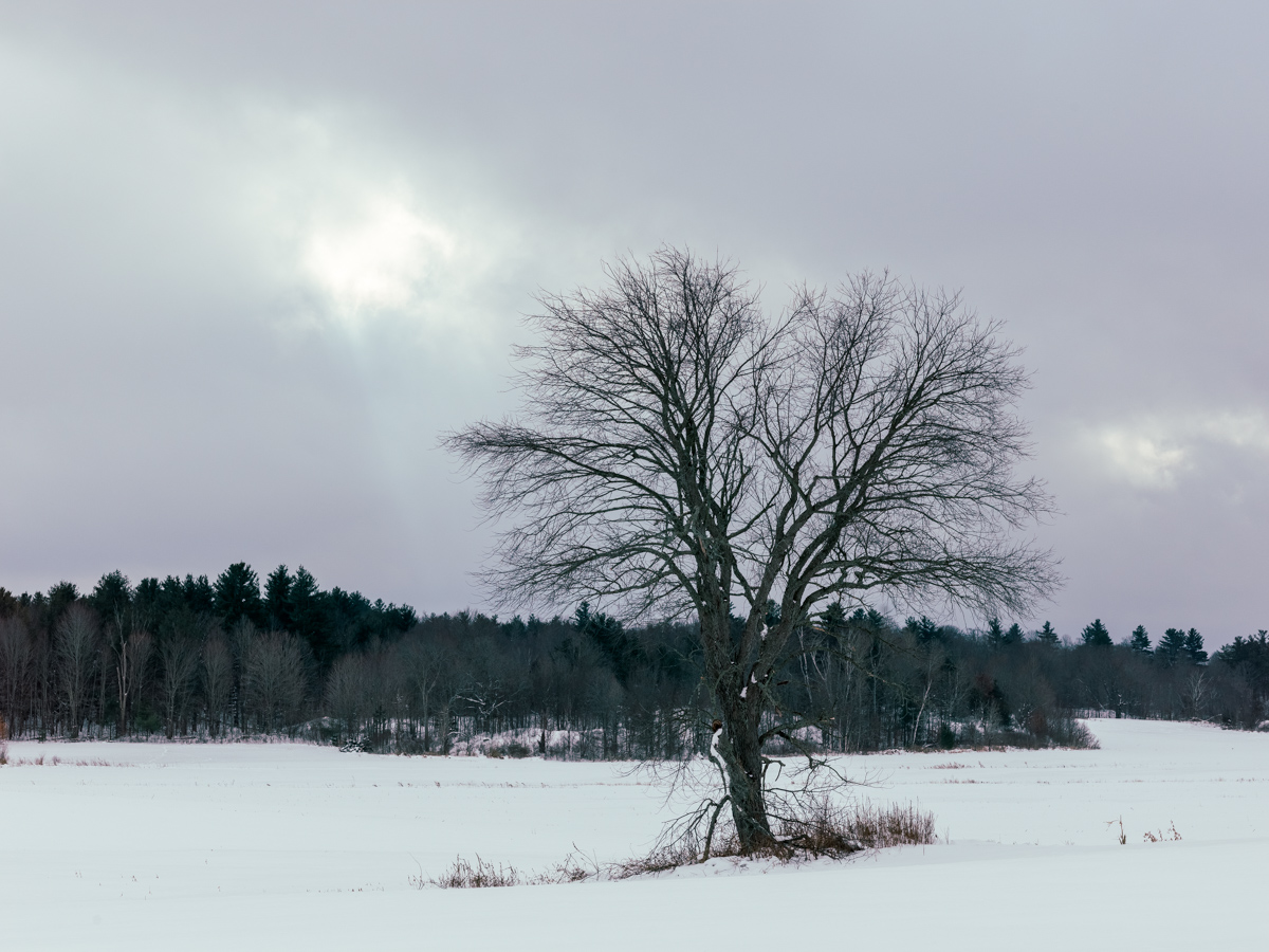 Lone Tree in Winter Field