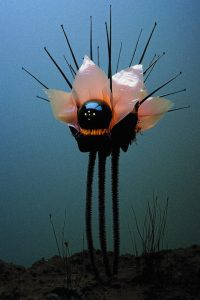Flower-Headed Figure at Dusk