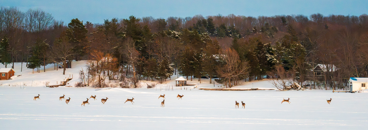 Deer Herd Crossing Frozen River