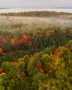 Fog Drifts Through Algonquin Fall Forest