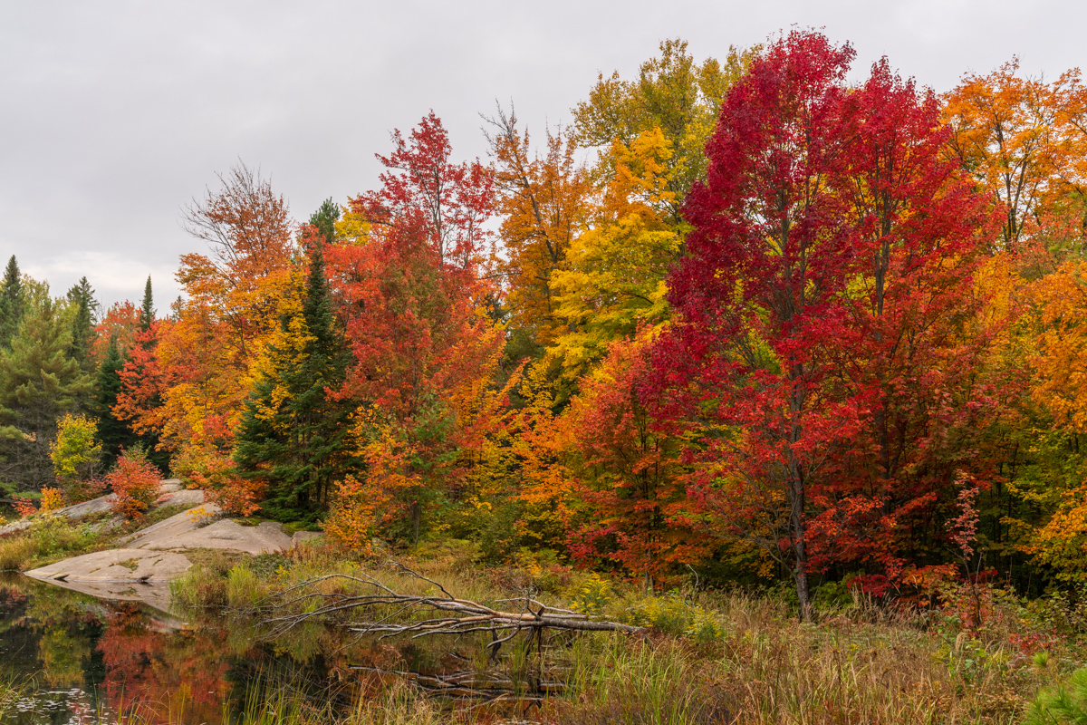 Algonquin Autumn Reflections
