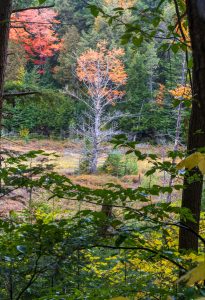 Birch in Algonquin Clearing