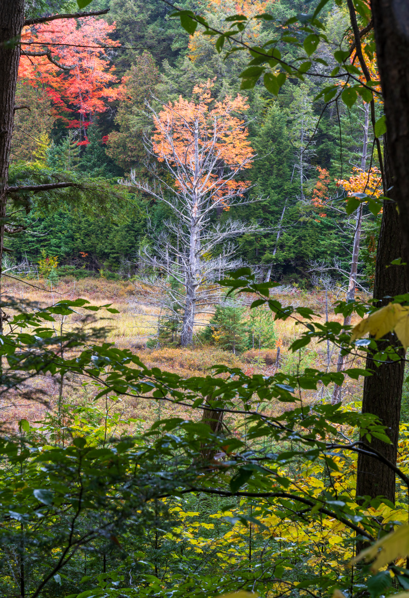 Birch in Algonquin Clearing