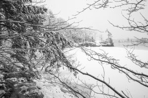Snow-Laden Branches Over Frozen River
