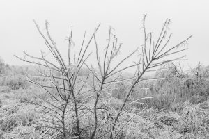 Ice-Coated Saplings in Spring Fog